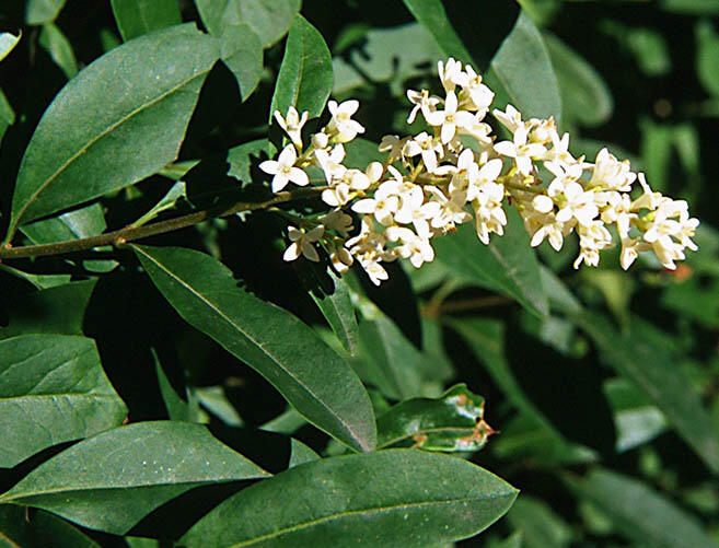 Ptačí zob obecný - Ligustrum vulgare