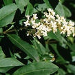 Ptačí zob obecný - Ligustrum vulgare