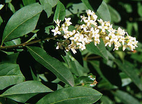 Ptačí zob obecný - Ligustrum vulgare