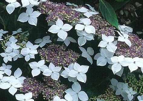 Hortenzie velkolistá 'Lanarth White' - Hydrangea macrophylla 'Lanarth White'