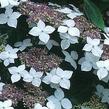 Hortenzie velkolistá 'Lanarth White' - Hydrangea macrophylla 'Lanarth White'