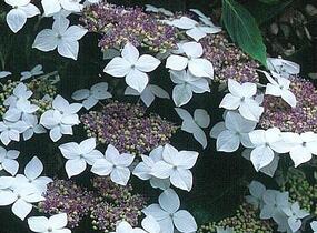Hortenzie velkolistá 'Lanarth White' - Hydrangea macrophylla 'Lanarth White'