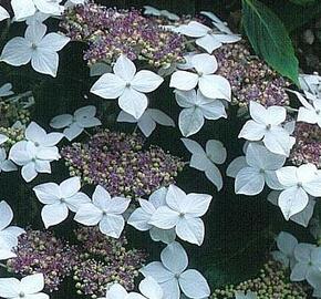 Hortenzie velkolistá 'Lanarth White' - Hydrangea macrophylla 'Lanarth White'