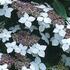 hortenzie-velkolista-lanarth-white.jpg