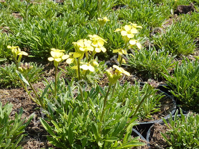 Trýzel 'Golden Jubilee' - Erysimum 'Golden Jubilee'