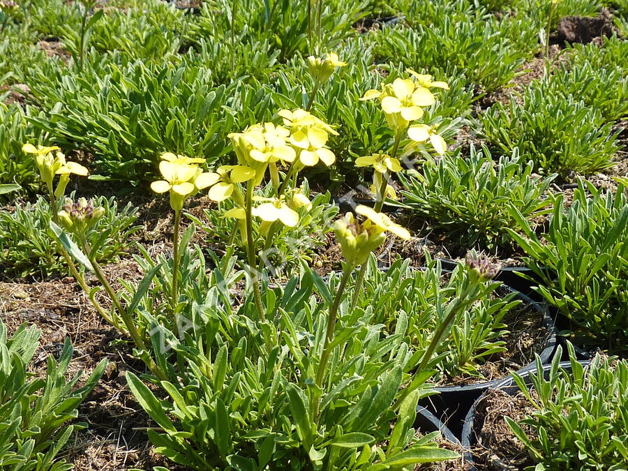 Trýzel 'Golden Jubilee' - Erysimum 'Golden Jubilee'