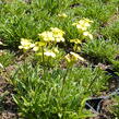 Trýzel 'Golden Jubilee' - Erysimum 'Golden Jubilee'