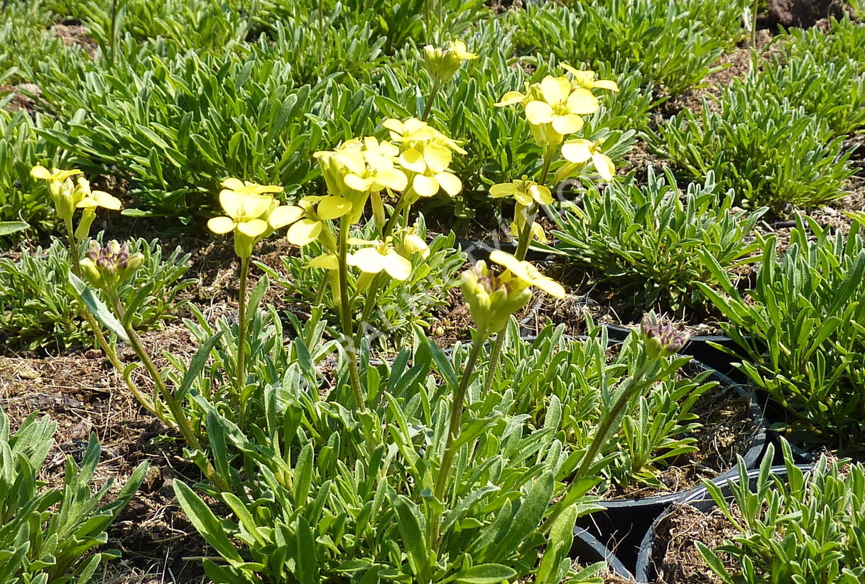Trýzel 'Golden Jubilee' - Erysimum 'Golden Jubilee'