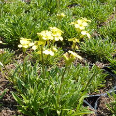 Trýzel 'Golden Jubilee' - Erysimum 'Golden Jubilee'