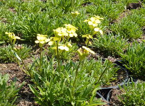Trýzel 'Golden Jubilee' - Erysimum 'Golden Jubilee'
