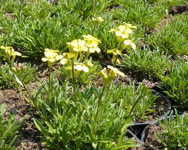 Trýzel 'Golden Jubilee'