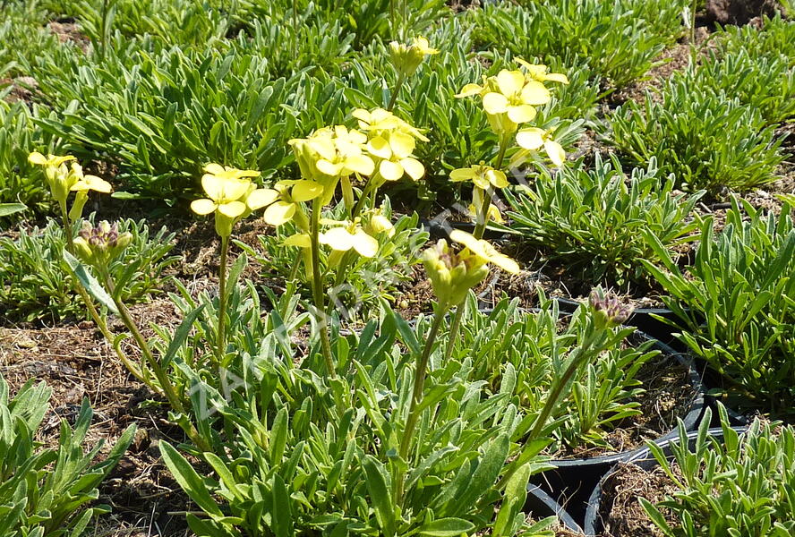 Trýzel 'Golden Jubilee' - Erysimum 'Golden Jubilee'