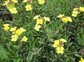 Trýzel 'Golden Jubilee' - Erysimum 'Golden Jubilee'