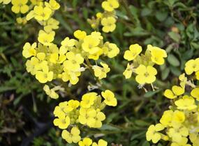 Trýzel 'Golden Jubilee' - Erysimum 'Golden Jubilee'