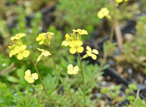 Trýzel 'Golden Jubilee' - Erysimum 'Golden Jubilee'