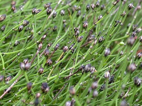 Přeslička skřípinovitá - Equisetum scirpoides