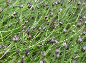 Přeslička skřípinovitá - Equisetum scirpoides