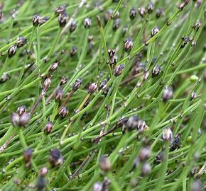 Přeslička skřípinovitá - Equisetum scirpoides