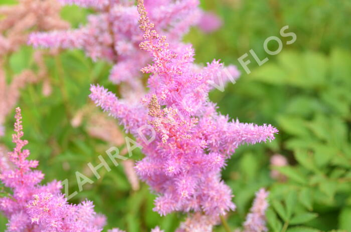 Čechrava Arendsova 'Cattleya' - Astilbe arendsii 'Cattleya'