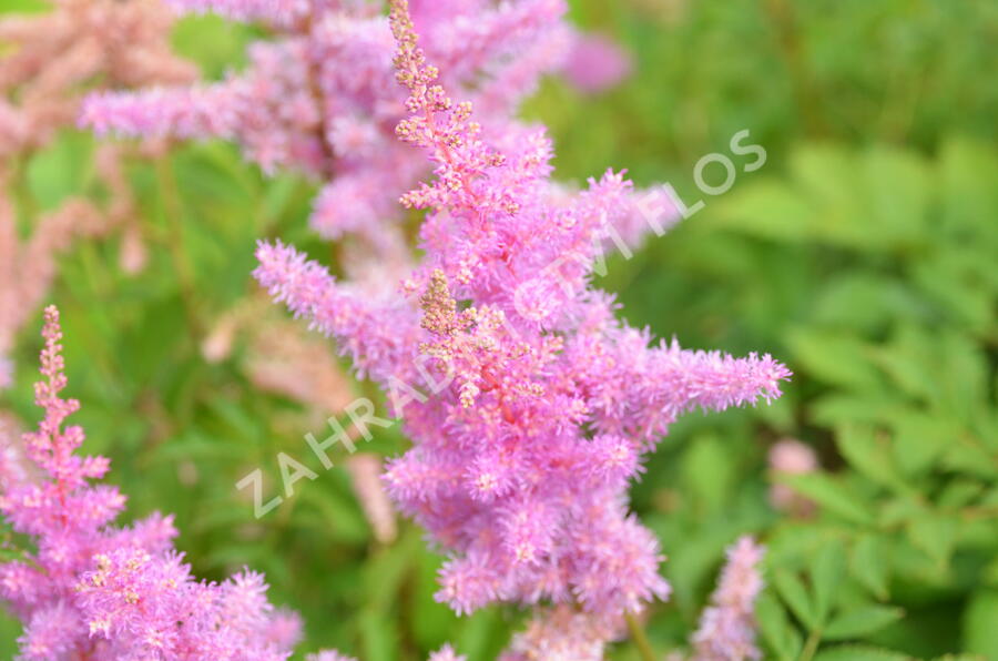 Čechrava Arendsova 'Cattleya' - Astilbe arendsii 'Cattleya'