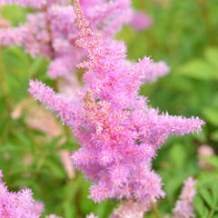 Čechrava Arendsova 'Cattleya' - Astilbe arendsii 'Cattleya'