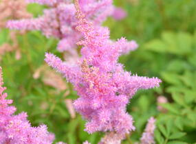 Čechrava Arendsova 'Cattleya' - Astilbe arendsii 'Cattleya'