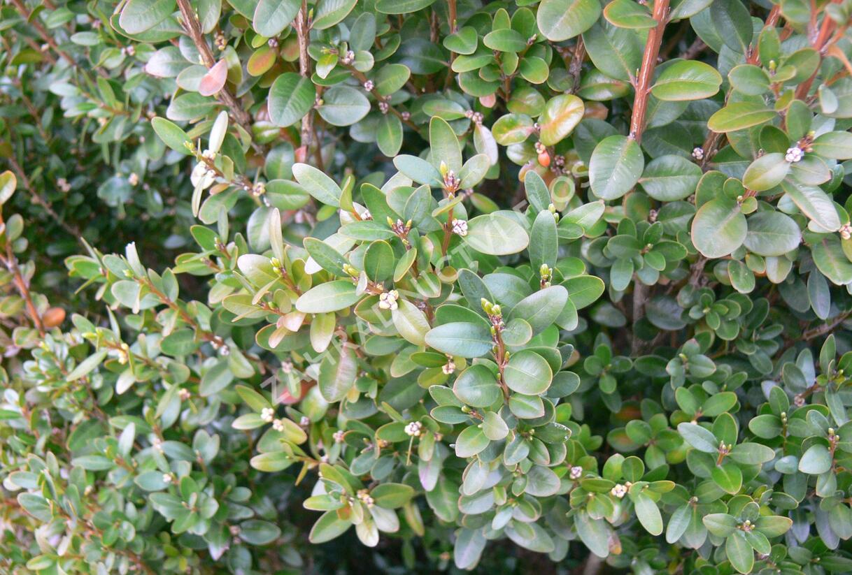Zimostráz malolistý 'Faulkner' - Buxus microphylla 'Faulkner'