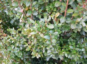 Zimostráz malolistý 'Faulkner' - Buxus microphylla 'Faulkner'