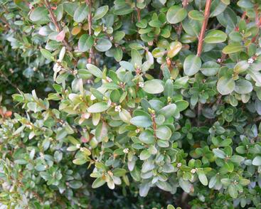 Zimostráz malolistý 'Faulkner'