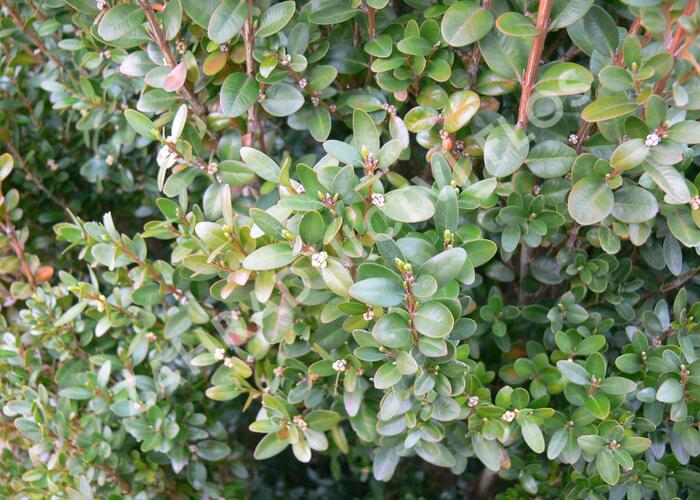 Zimostráz obecný 'Faulkner' - Buxus microphylla 'Faulkner'