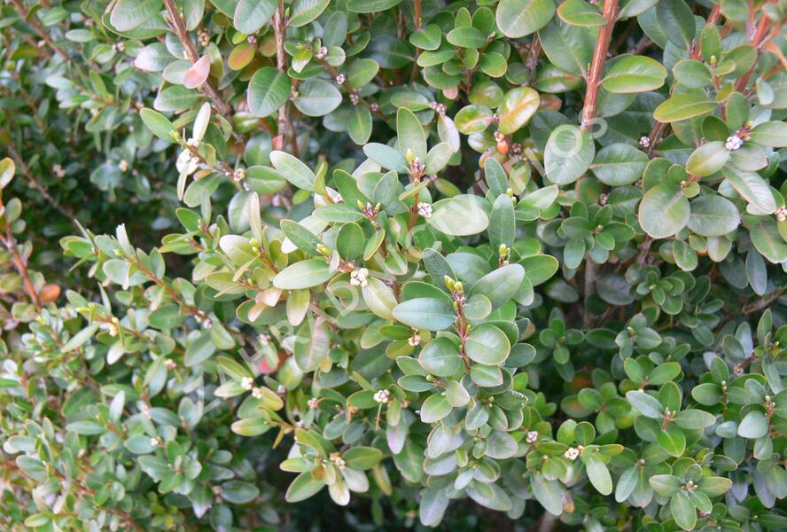 Zimostráz malolistý 'Faulkner' - Buxus microphylla 'Faulkner'