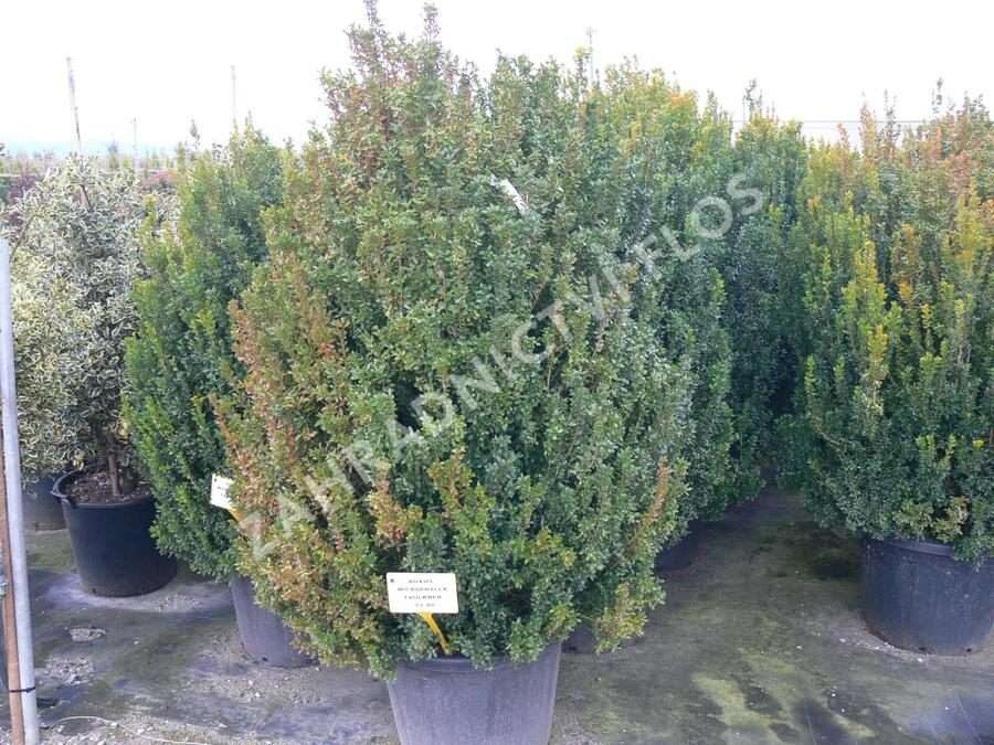 Zimostráz malolistý 'Faulkner' - Buxus microphylla 'Faulkner'