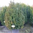 Zimostráz malolistý 'Faulkner' - Buxus microphylla 'Faulkner'