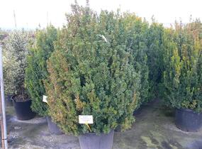 Zimostráz malolistý 'Faulkner' - Buxus microphylla 'Faulkner'