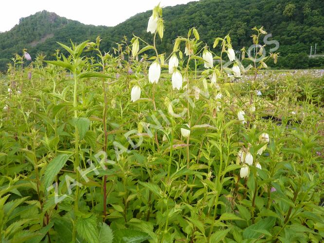 Zvonek tečkovaný - Campanula punctata