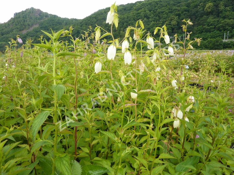 Zvonek tečkovaný - Campanula punctata