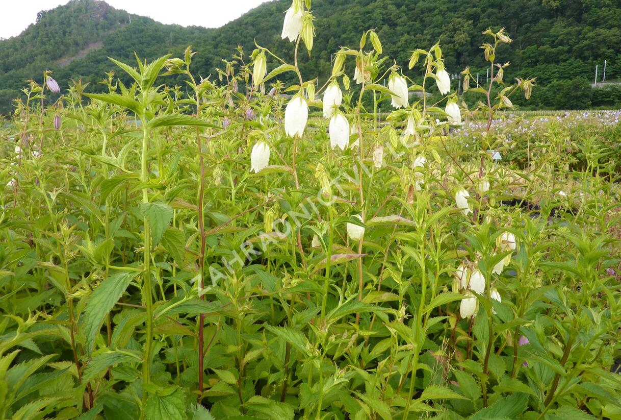 Zvonek tečkovaný - Campanula punctata