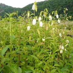 Zvonek tečkovaný - Campanula punctata