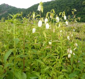 Zvonek tečkovaný - Campanula punctata