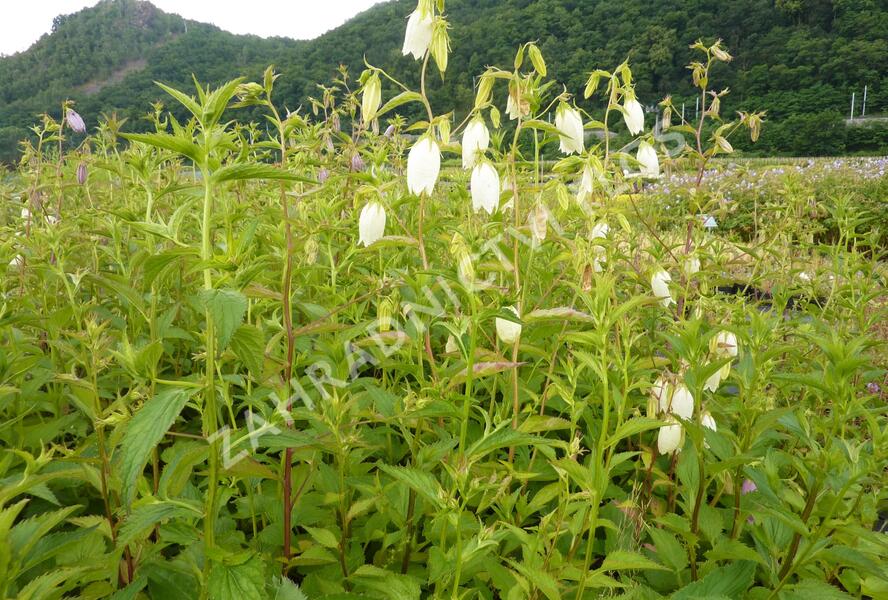 Zvonek tečkovaný - Campanula punctata