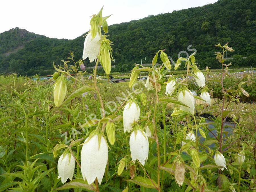 Zvonek tečkovaný - Campanula punctata