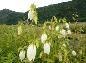 Zvonek tečkovaný - Campanula punctata