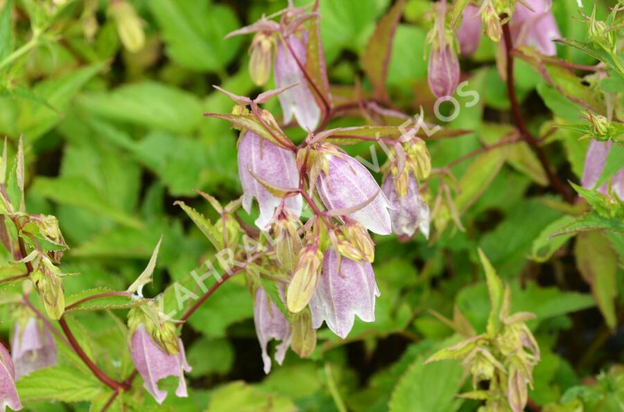 Zvonek tečkovaný - Campanula punctata