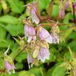 Zvonek tečkovaný - Campanula punctata