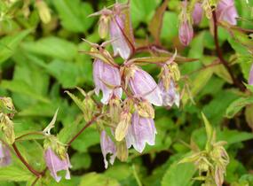 Zvonek tečkovaný - Campanula punctata