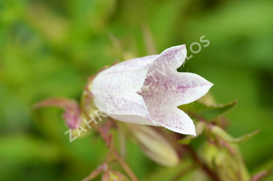 Zvonek tečkovaný - Campanula punctata