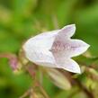 Zvonek tečkovaný - Campanula punctata