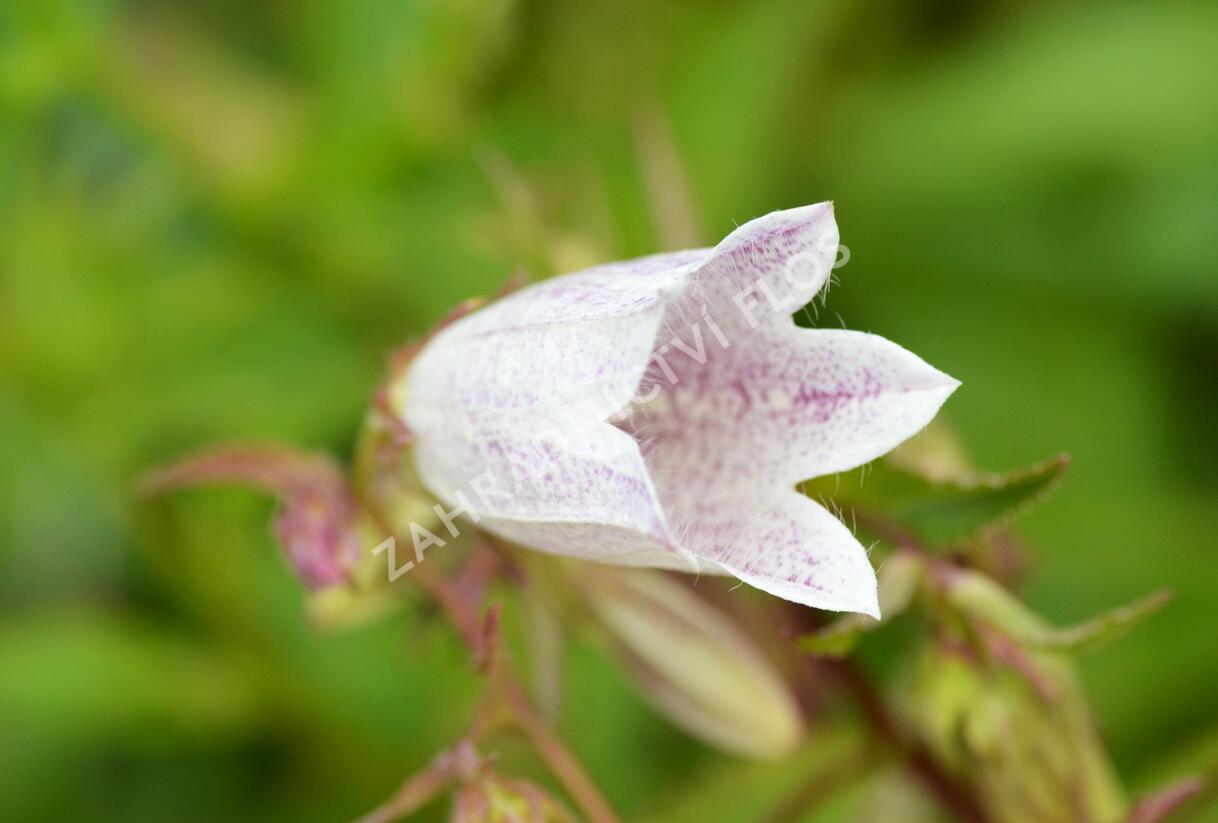 Zvonek tečkovaný - Campanula punctata