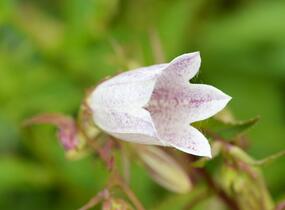 Zvonek tečkovaný - Campanula punctata