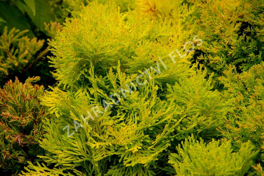 Zerav, túje západní 'Amber Glow' - Thuja occidentalis 'Amber Glow'